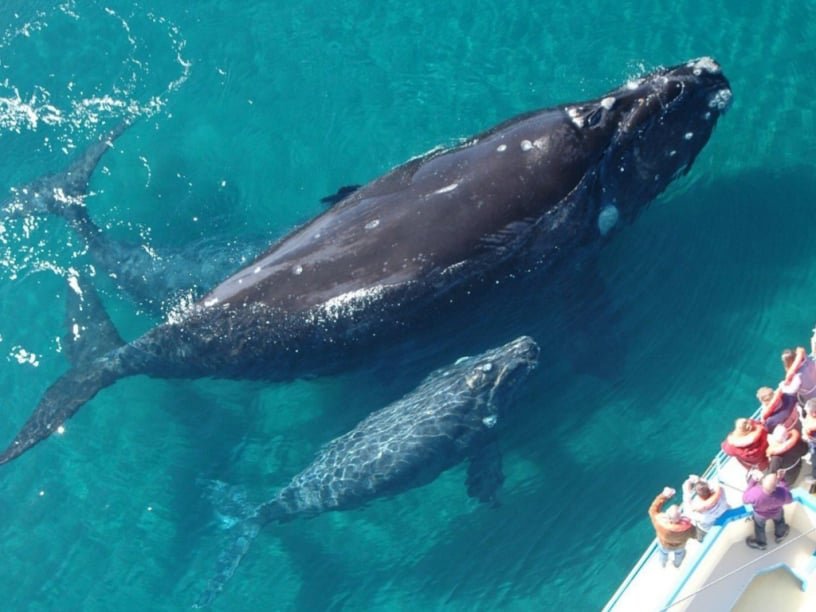 Samana Bay Whale Watching Tour to Do from Las Terrenas Dominican Republic